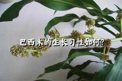 巴西木的生长习性如何？