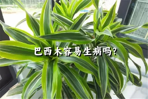 巴西木容易生病吗？