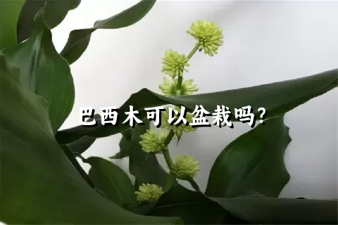 巴西木可以盆栽吗？