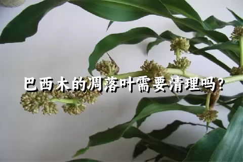 巴西木的凋落叶需要清理吗？