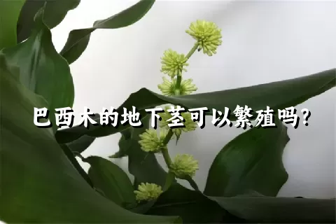 巴西木的地下茎可以繁殖吗？