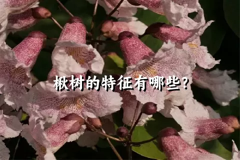 楸树的特征有哪些？