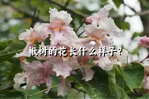 楸树的花长什么样子？