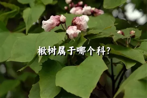 楸树属于哪个科？