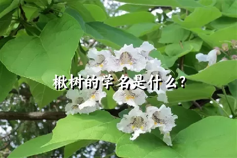 楸树的学名是什么？