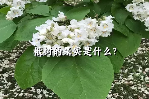 楸树的果实是什么？