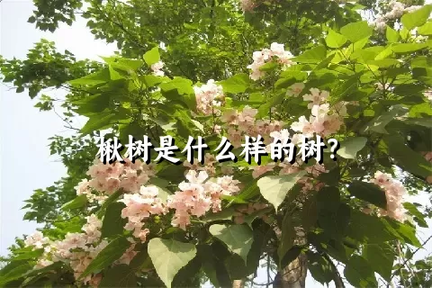 楸树是什么样的树？