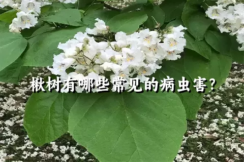 楸树有哪些常见的病虫害？