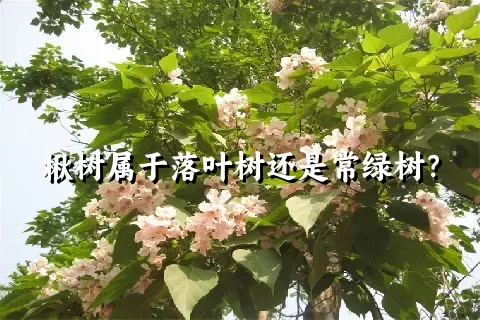 楸树属于落叶树还是常绿树？