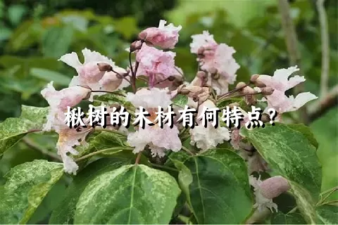 楸树的木材有何特点？