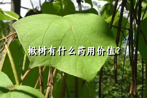 楸树有什么药用价值？