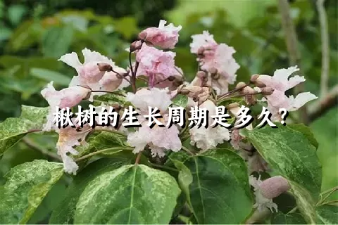 楸树的生长周期是多久？