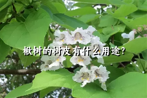 楸树的树皮有什么用途？