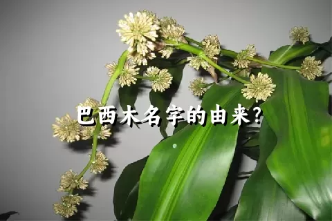 巴西木名字的由来？