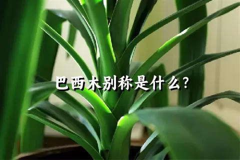 巴西木别称是什么？