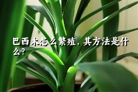 巴西木怎么繁殖，其方法是什么？