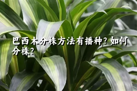 巴西木分株方法有播种？如何分株？