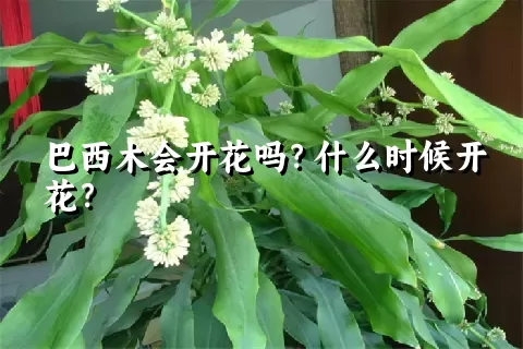 巴西木会开花吗？什么时候开花？