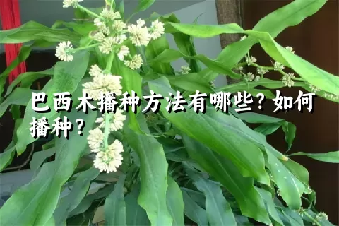 巴西木播种方法有哪些？如何播种？