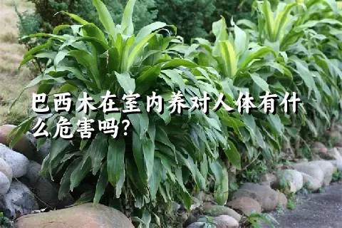 巴西木在室内养对人体有什么危害吗？