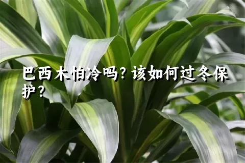 巴西木怕冷吗？该如何过冬保护？