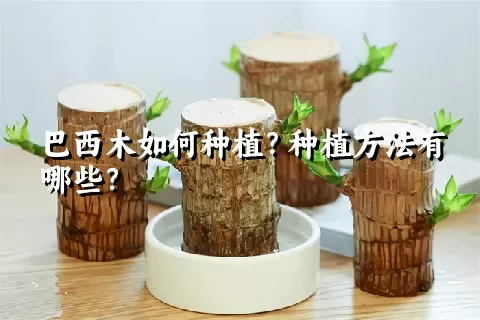 巴西木如何种植？种植方法有哪些？