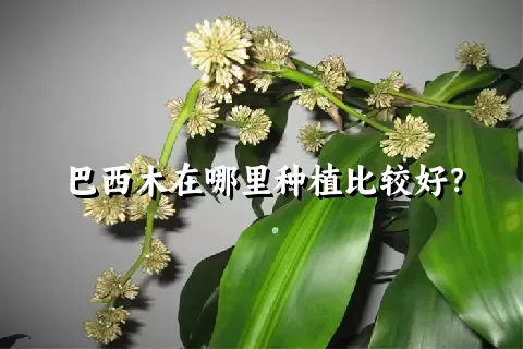 巴西木在哪里种植比较好？