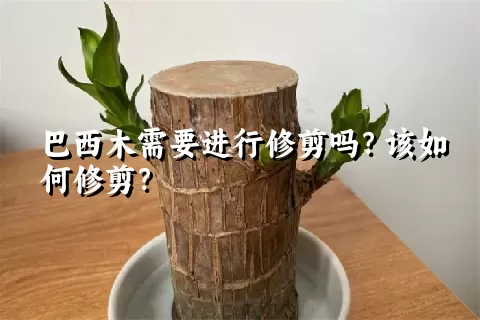 巴西木需要进行修剪吗？该如何修剪？