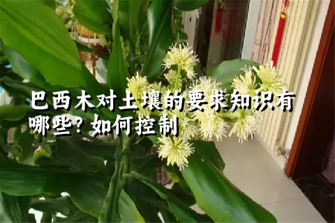 巴西木对土壤的要求知识有哪些？如何控制