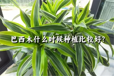 巴西木什么时候种植比较好？