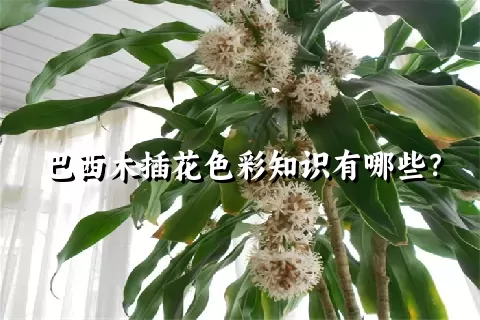 巴西木插花色彩知识有哪些？