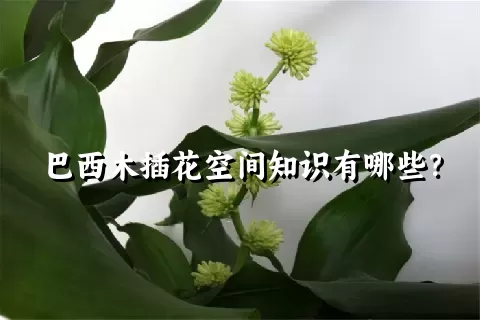 巴西木插花空间知识有哪些？