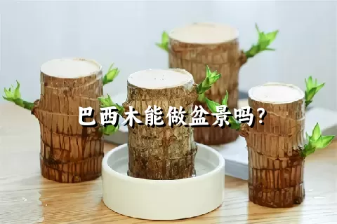 巴西木能做盆景吗？