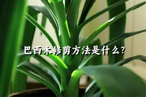 巴西木修剪方法是什么？