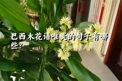 巴西木花语唯美的句子有哪些？