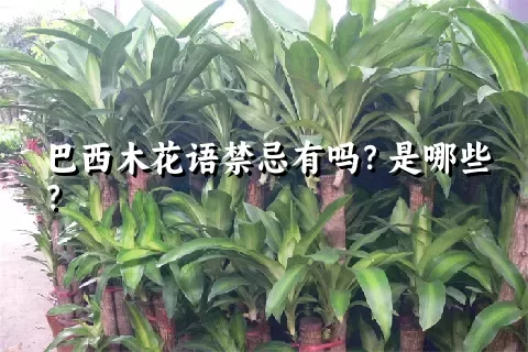 巴西木花语禁忌有吗？是哪些？