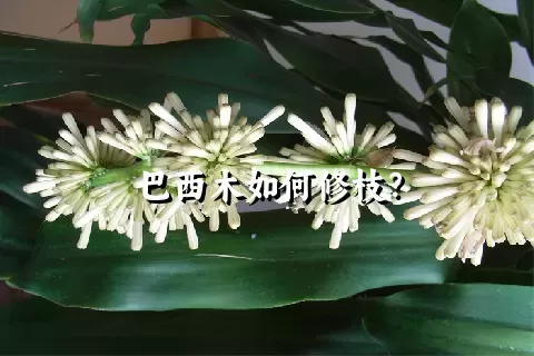 巴西木如何修枝？