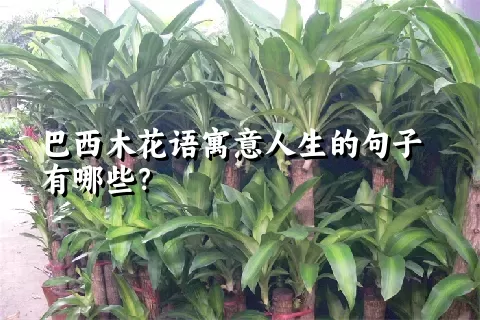 巴西木花语寓意人生的句子有哪些？