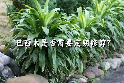 巴西木是否需要定期修剪？