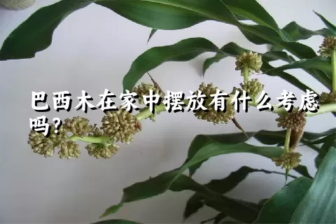 巴西木在家中摆放有什么考虑吗？