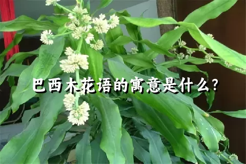 巴西木花语的寓意是什么？