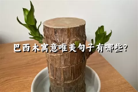 巴西木寓意唯美句子有哪些？