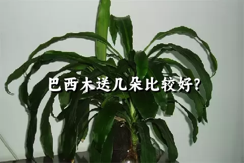 巴西木送几朵比较好？