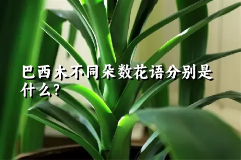 巴西木不同朵数花语分别是什么？