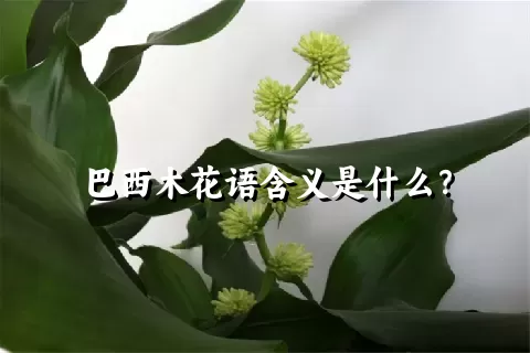 巴西木花语含义是什么？