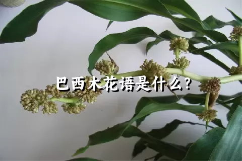 巴西木花语是什么？