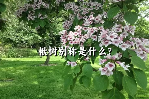 楸树别称是什么？