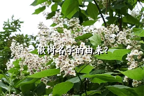 楸树名字的由来？