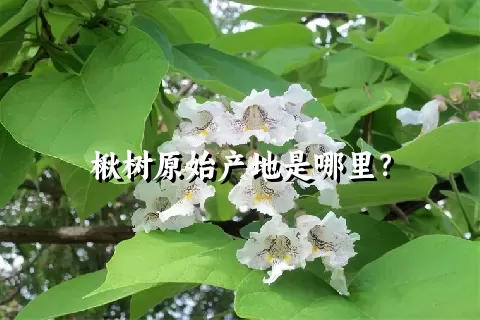 楸树原始产地是哪里？