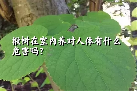 楸树在室内养对人体有什么危害吗？